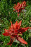 Paintbrush.